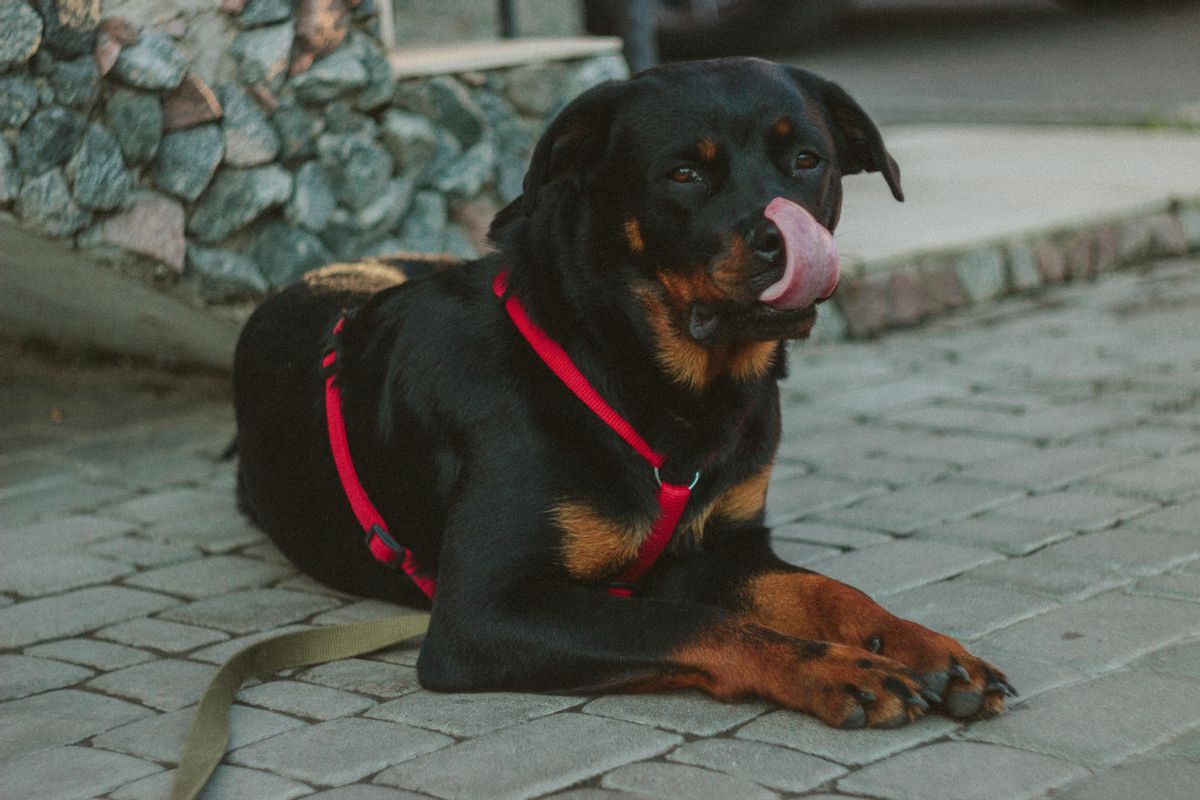 Los rottweiler están siempre atentos a cualquier ruido que pueda haber en la casa.