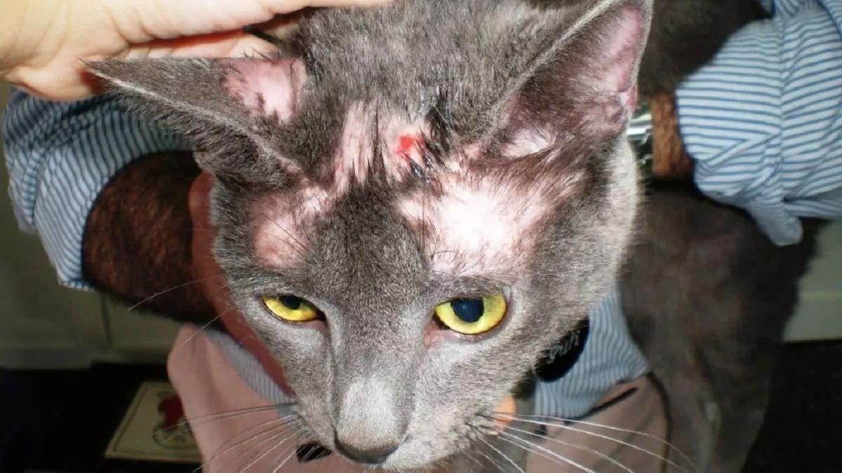 Calvas en los gatos, por qué se producen.
