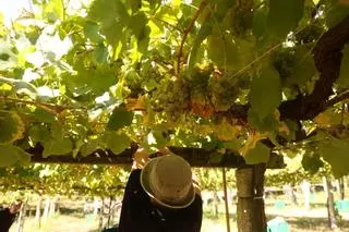 Unións Agrarias vuelve a reivindicar «condiciones dignas» para los viticultores
