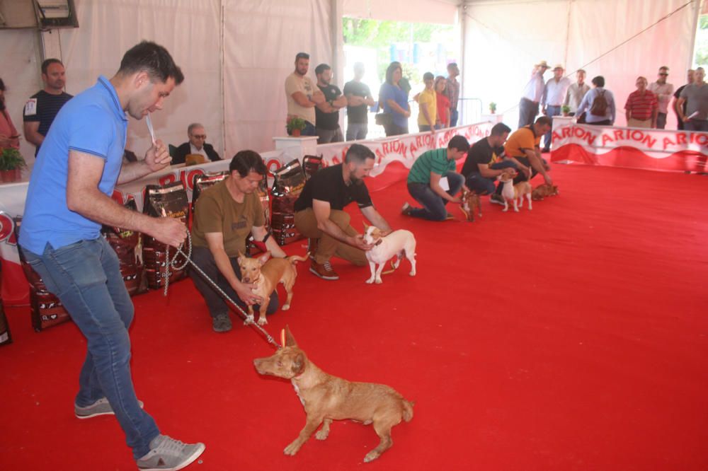 Feria del Perro de Archidona de 2018