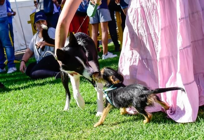 10/12/2016 MASPALOMAS. Feria de Mascotas Maspalomas 2016.Foto: SABRINA CEBALLOS