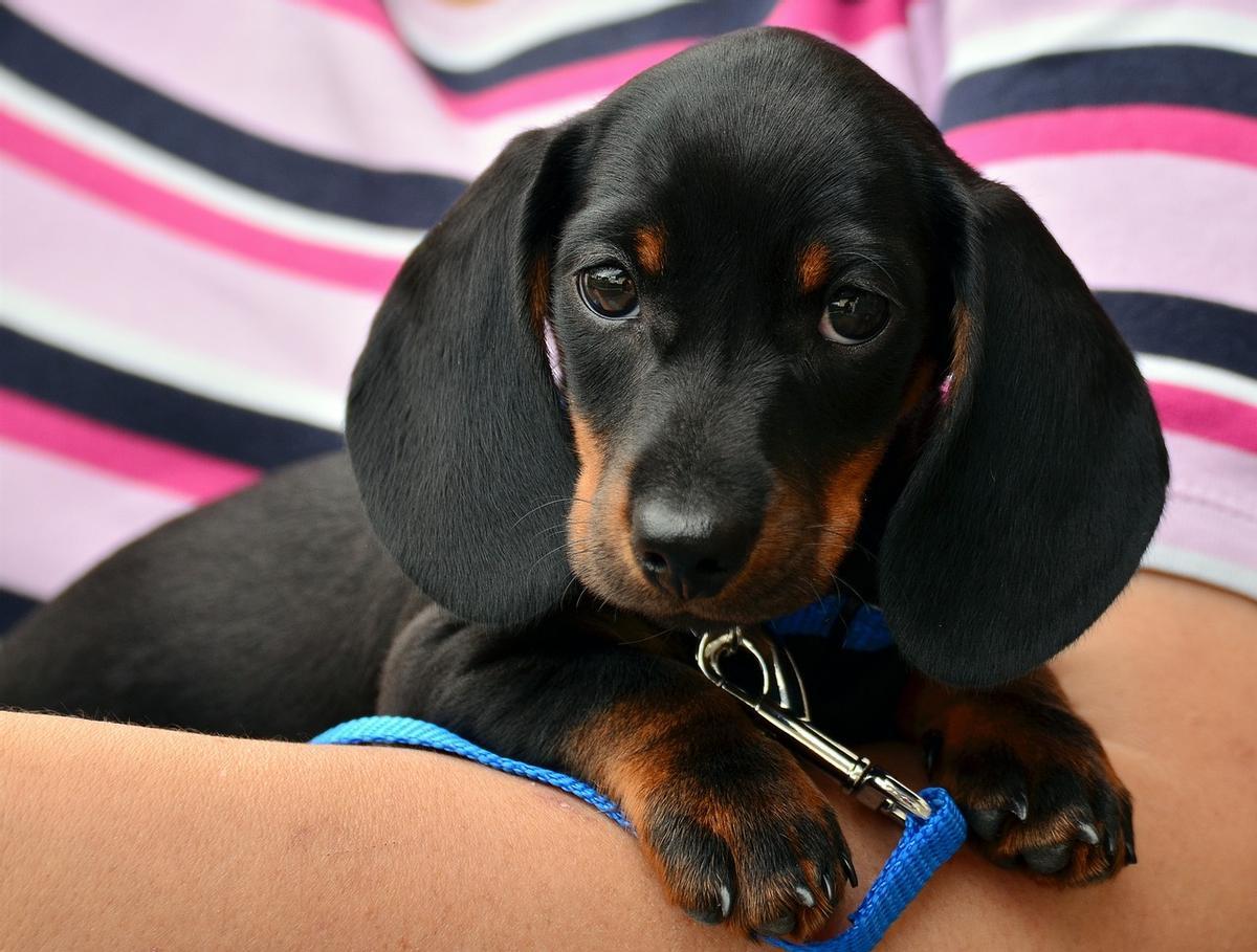 Cachorro de perro tejonero.