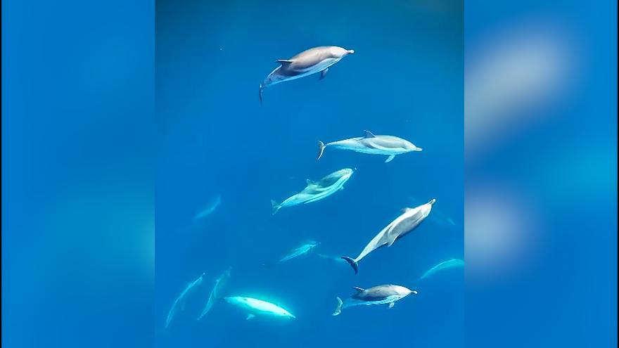 VÍDEO | Graban una impresionante manada de delfines rayados en Pollença