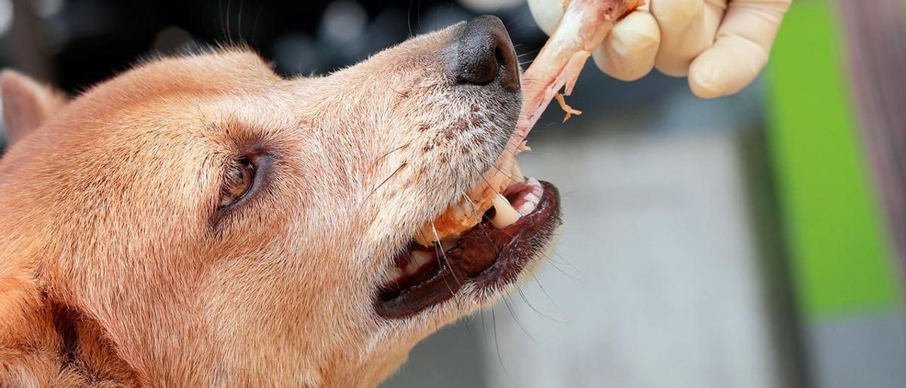 Carne cruda para mascotas: ¿vale la pena el riesgo?