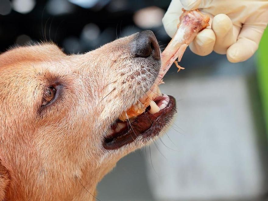 Carne cruda para mascotas: ¿vale la pena el riesgo?