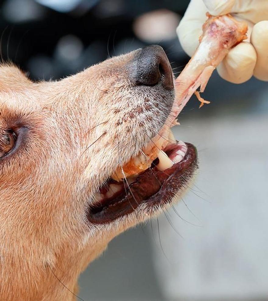 Carne cruda para mascotas: ¿vale la pena el riesgo?