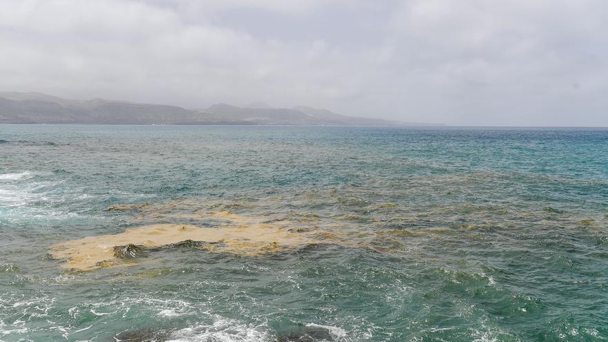 Las Canteras iza la bandera amarilla por las microalgas tras solo tres días de tregua