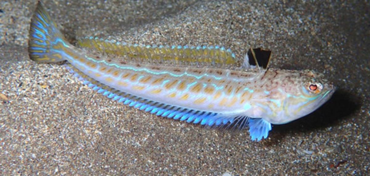 La carabela portuguesa amplía la lista gallega de animales venenosos