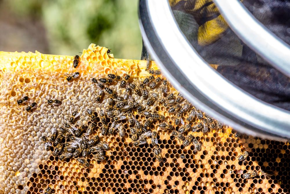 La asociación de apicultores Natur Alacant propone crear enjambres urbanos en los alrededores de las ciudades.