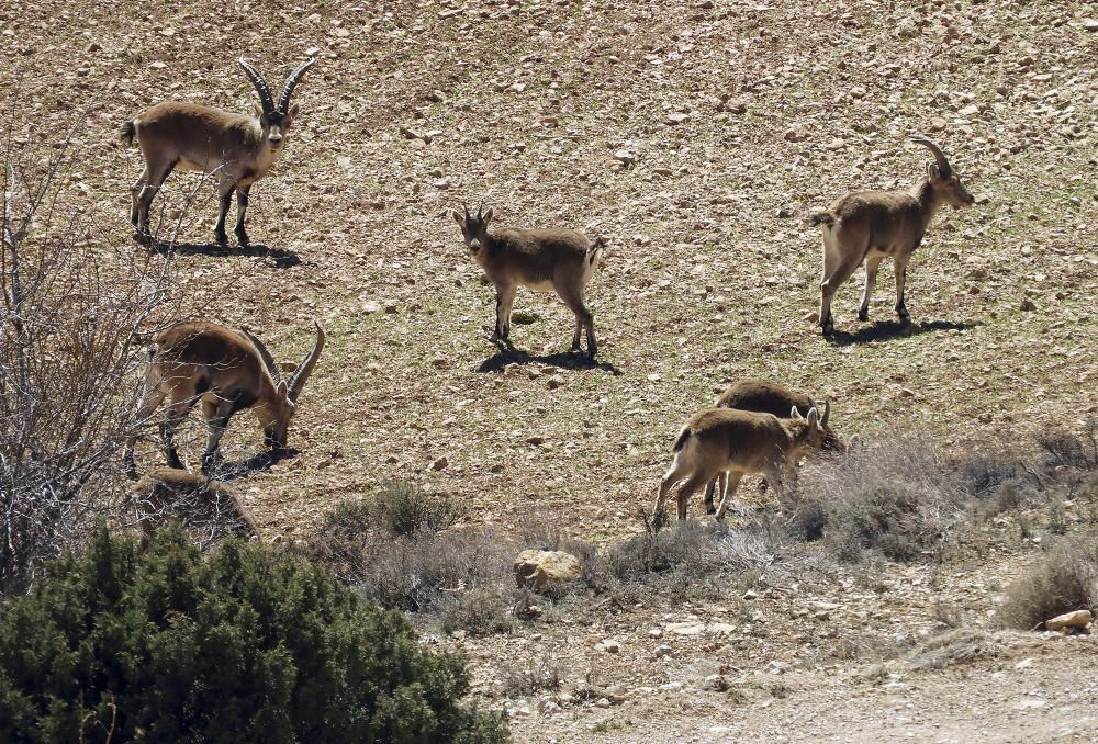 Animals. Un petit ramat de cabres salvatges mengen herba molt tranquil·lament a la serra de Majalinos, a Terol.