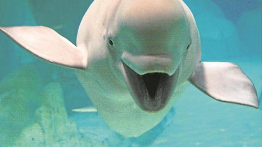 L’Oceanogràfic de València amplia població amb una cria de beluga