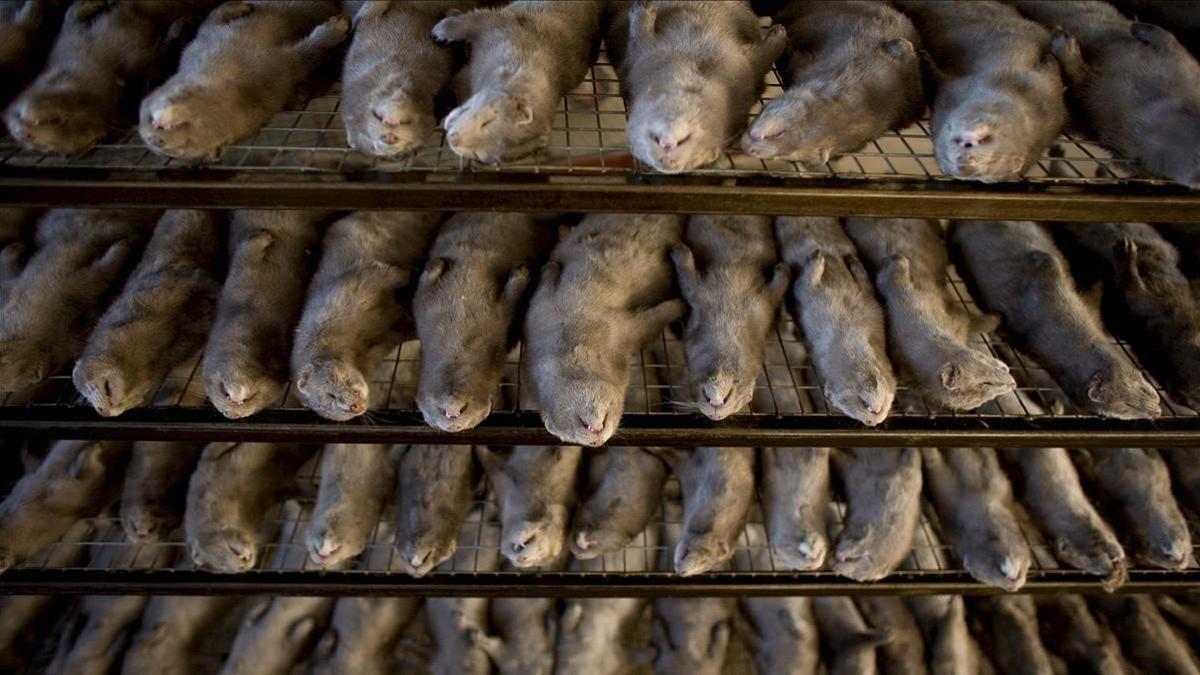 Cientos de visones sacritifados en una granja en la ciudad china de Harbin.