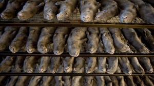 zentauroepp9548421 daz13 harbin  china  11 12 08 cientos de visones sacrificado200706112735
