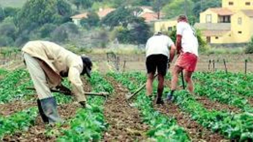 Canarias activa un plan para garantizar la actividad en sector primario