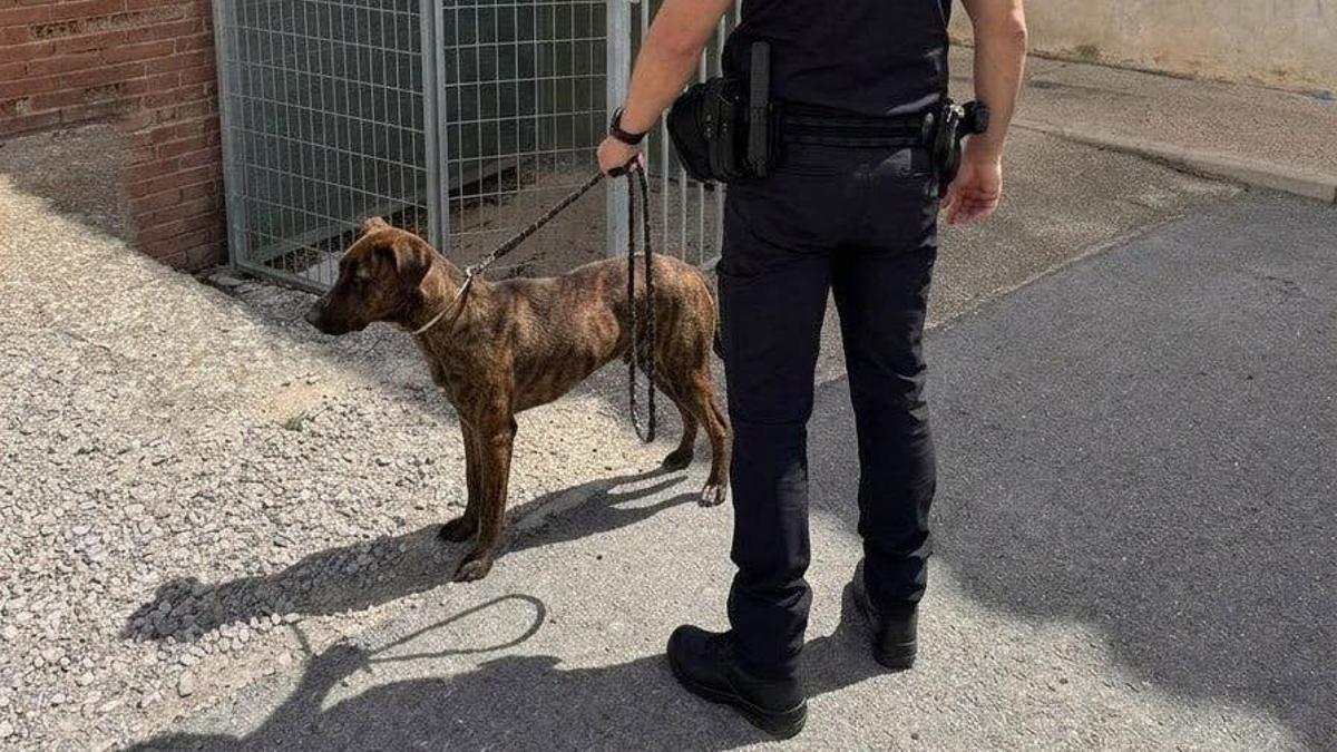 Un agente junto al perro decomisado.