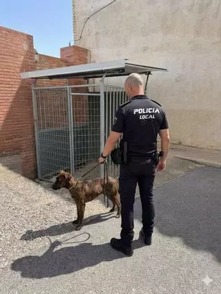 Rescatado un perro en malas condiciones en Villena tras el aviso de la protectora