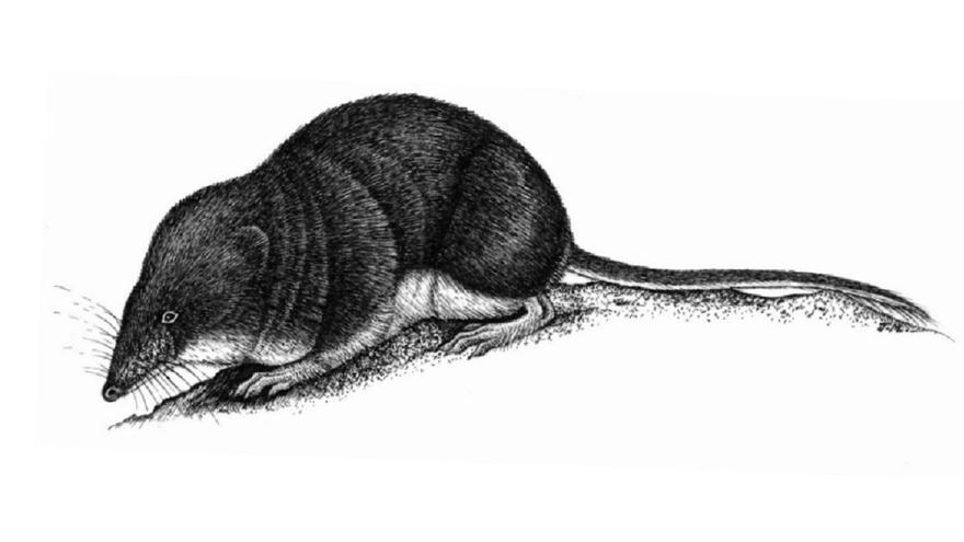 Musgaño de Cabrera, la diminuta especie a proteger en el río Genilla de Priego