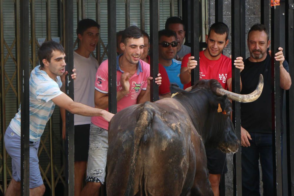 Fiesta de la Vaca de Castalla