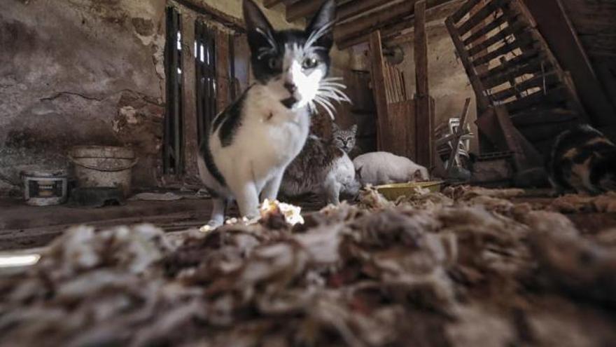 Die Straßenkatzen im Südwesten von Mallorca haben sich in den vergangenen Jahren stark vermehrt.