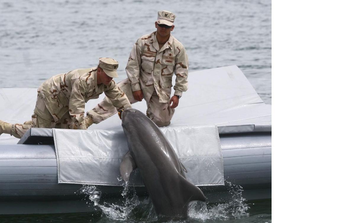 Delfín en una base militar