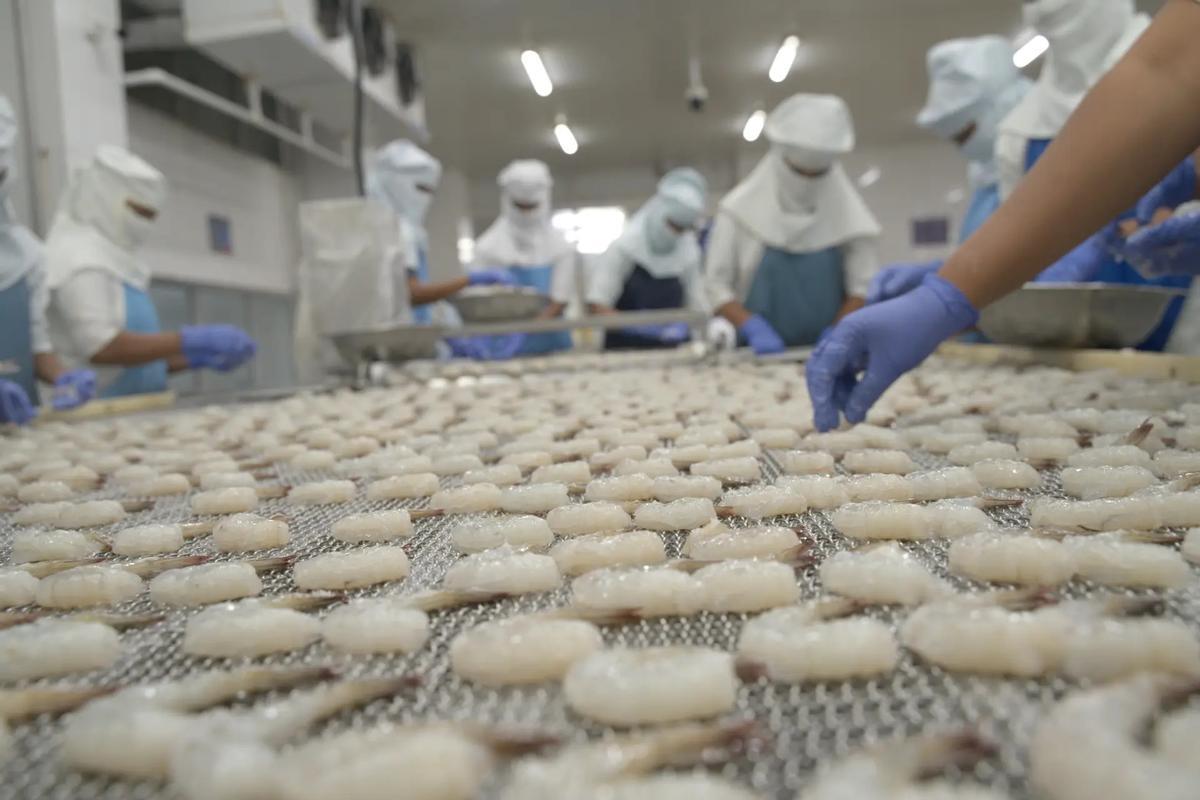 Planta de procesado en la India de langostino vannamei