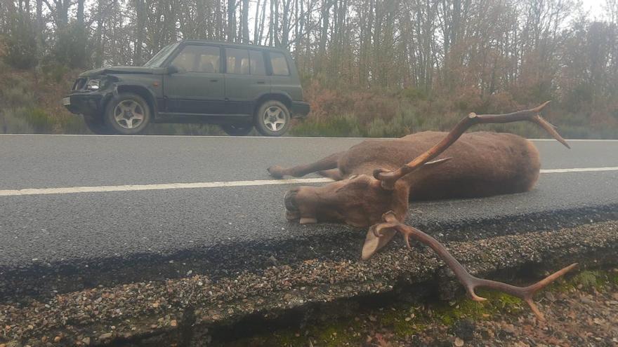 Nuevo accidente por la fauna en Zamora: los cuernos de un ciervo rompen la luna a la altura del conductor