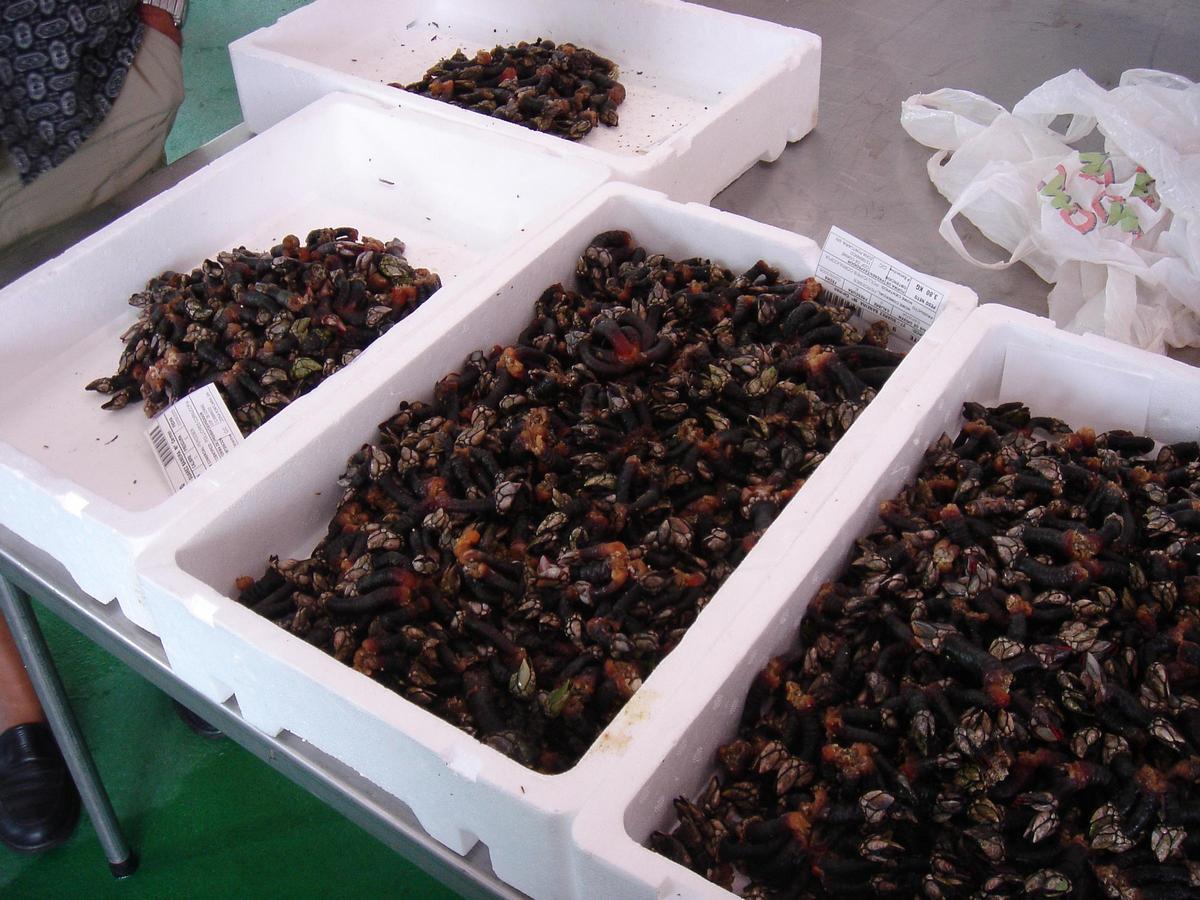 Percebes do Roncudo