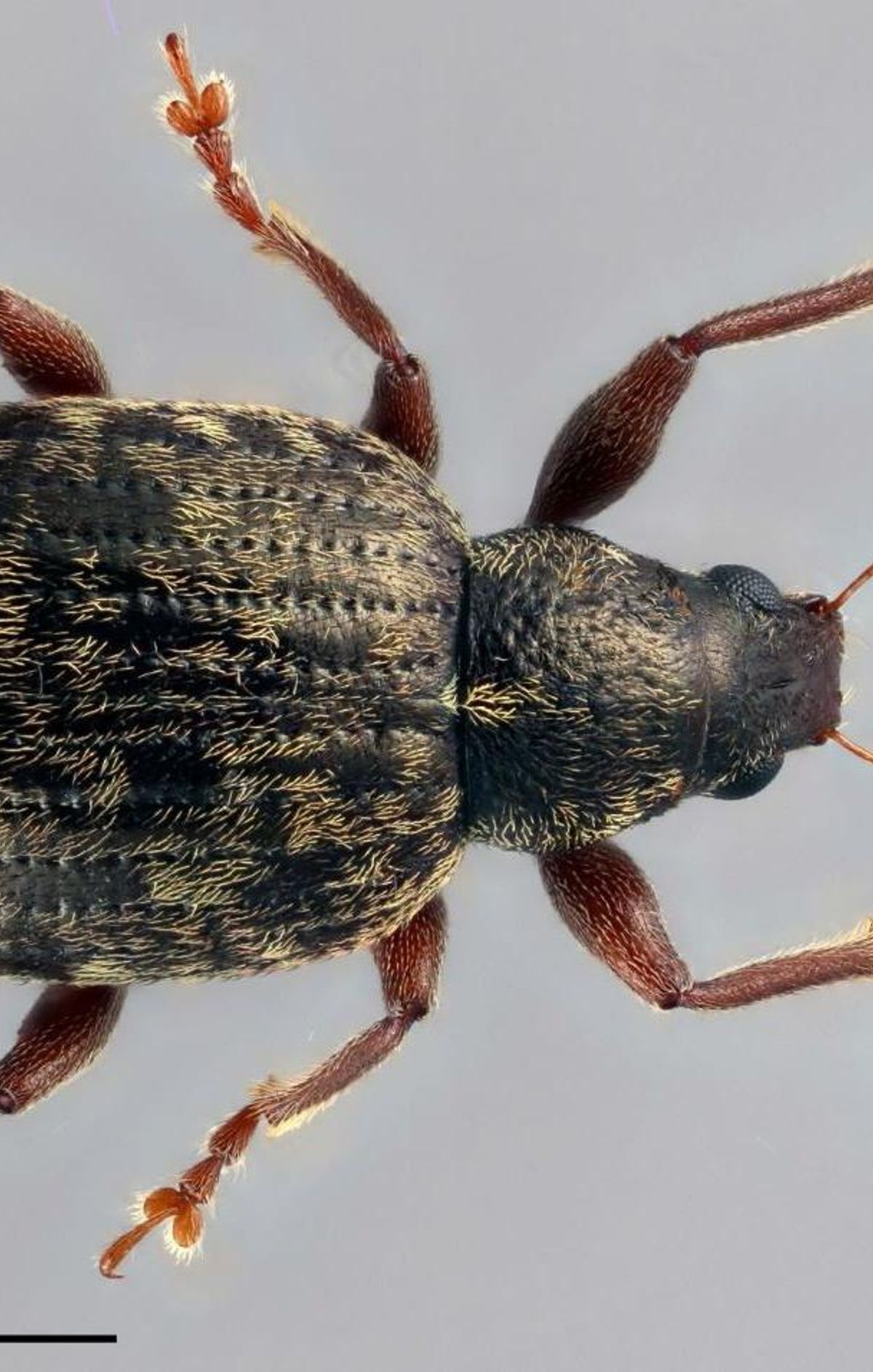 Individuo perteneciente al complejo de especies Laparocerus tessellatus, capturado en El Pijaral (Anaga)