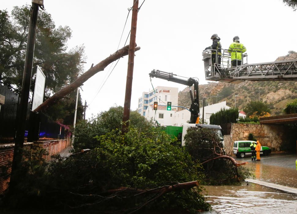 Los Bomberos retiran un árbol caído en la Albufereta.