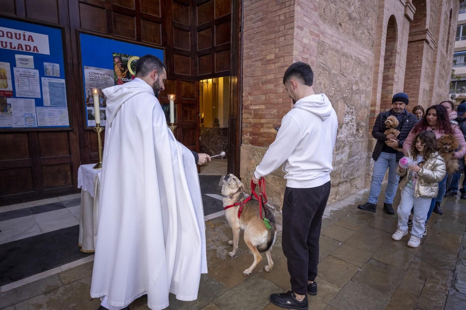 Bendición de animales por San Antón bajo una lluvia invernal en Torrevieja