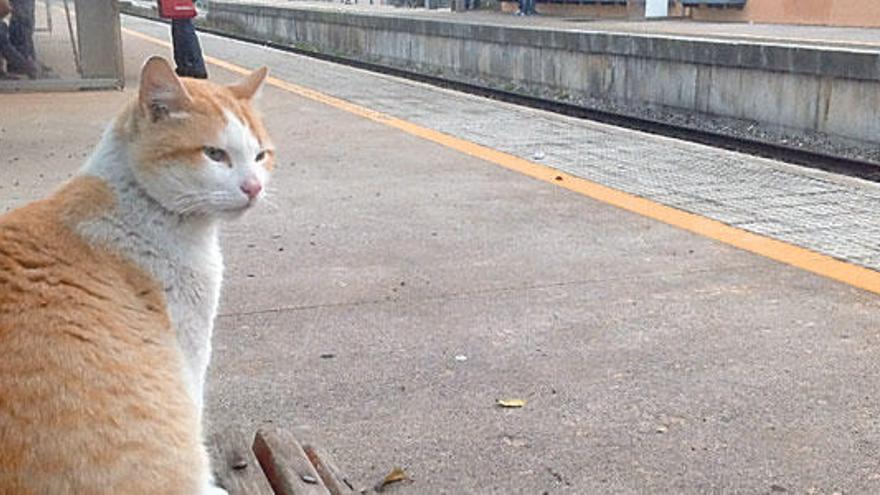 El ´gato-guardián´ de la estación de tren.