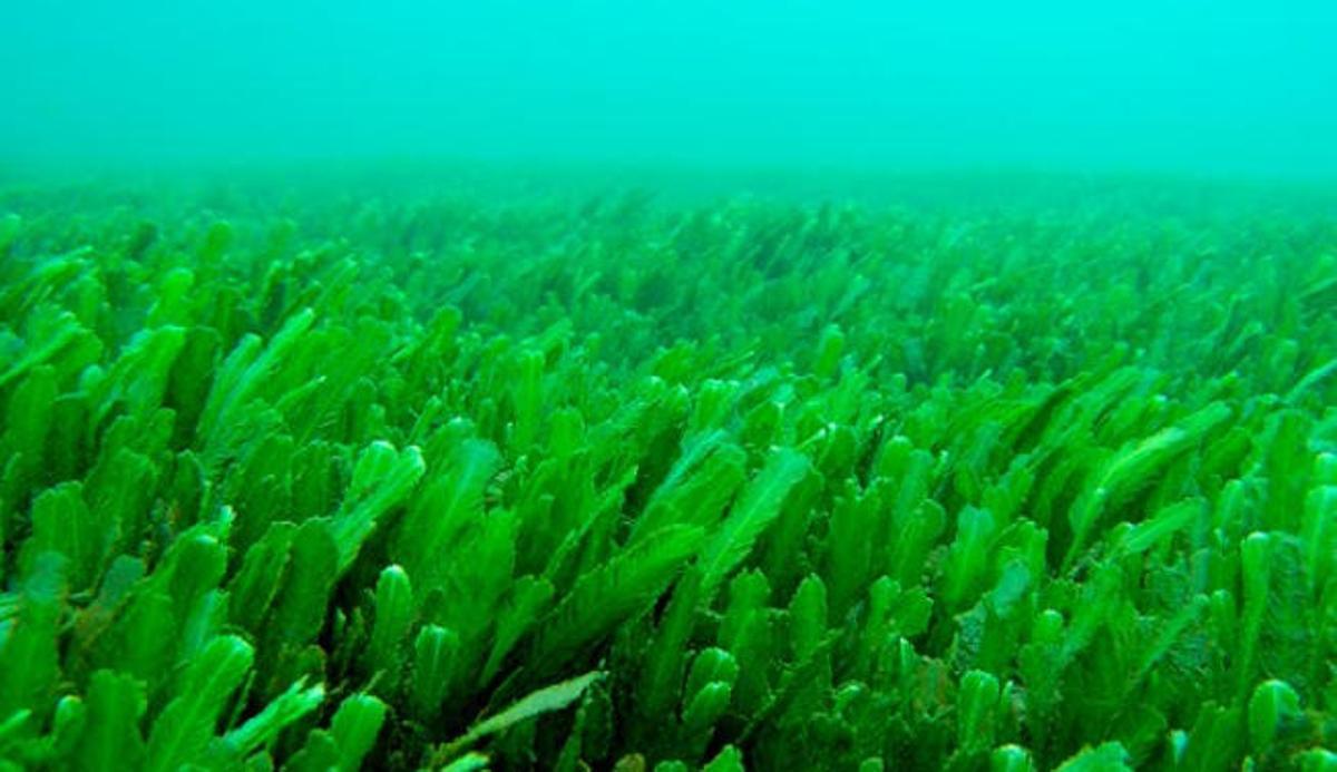 Macroalgas verdes.