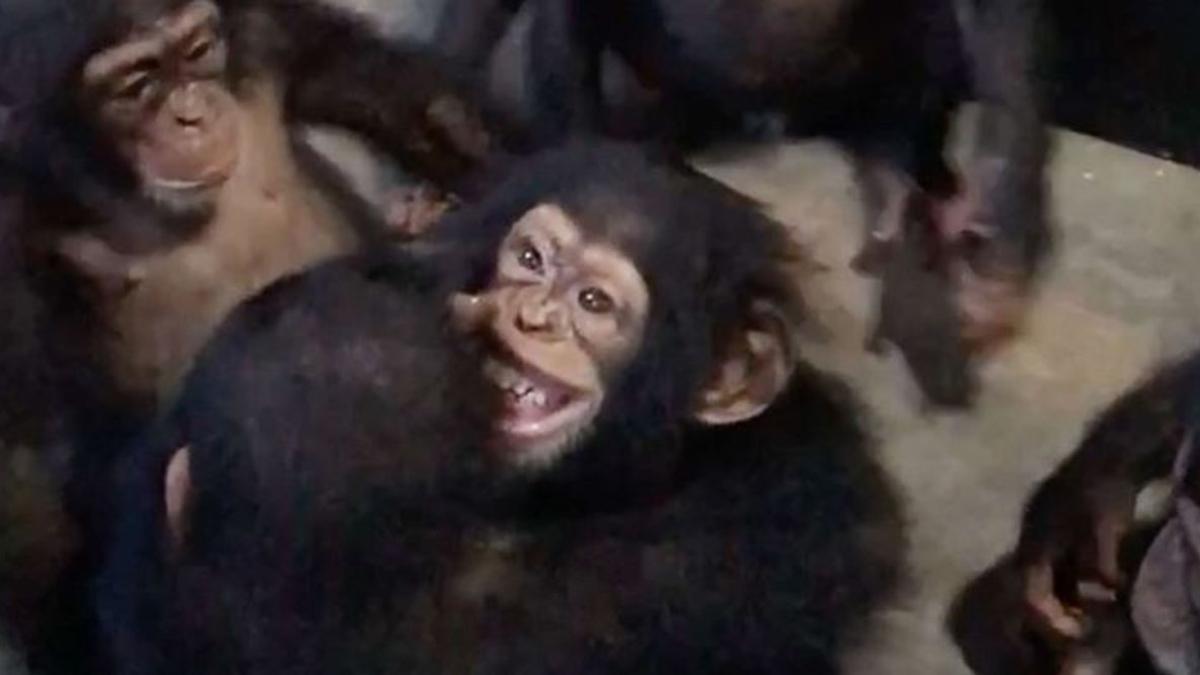 Leo, un chimpancé rescatado
