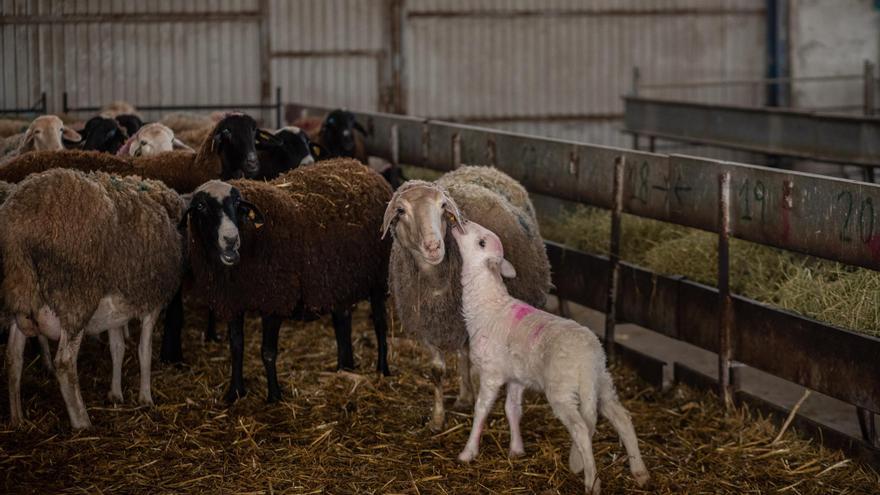 Veterinarios de ovino de la región se forman en Zamora en bioseguridad