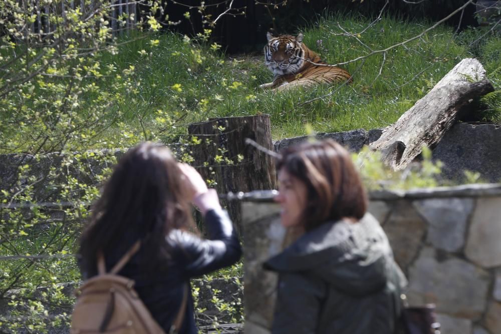 La Reconquista de Vigozoo