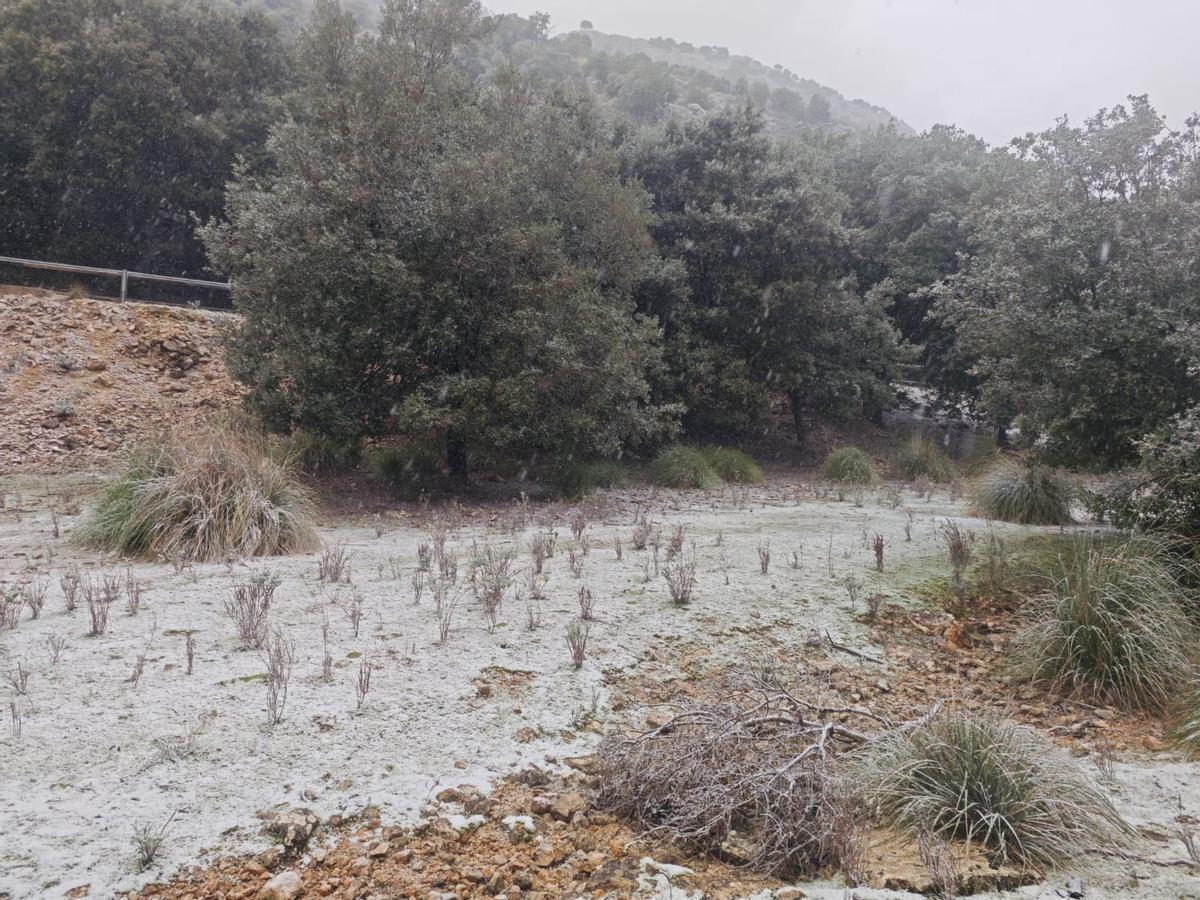 FOTOS | Nieve en la finca de Son Torrella, en la Serra.