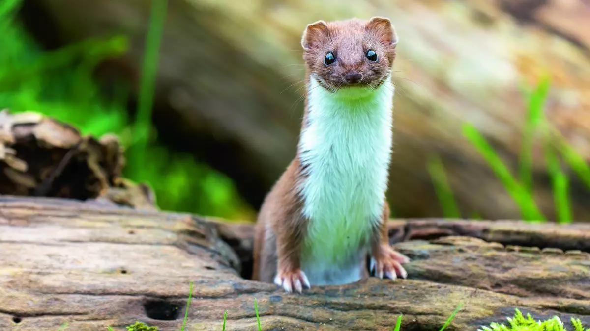 Un ejemplar de comadreja, una especie en claro declive en España