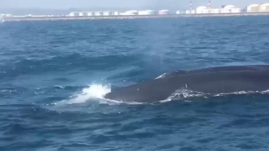 Ballenas avistadas en la costa de Barcelona