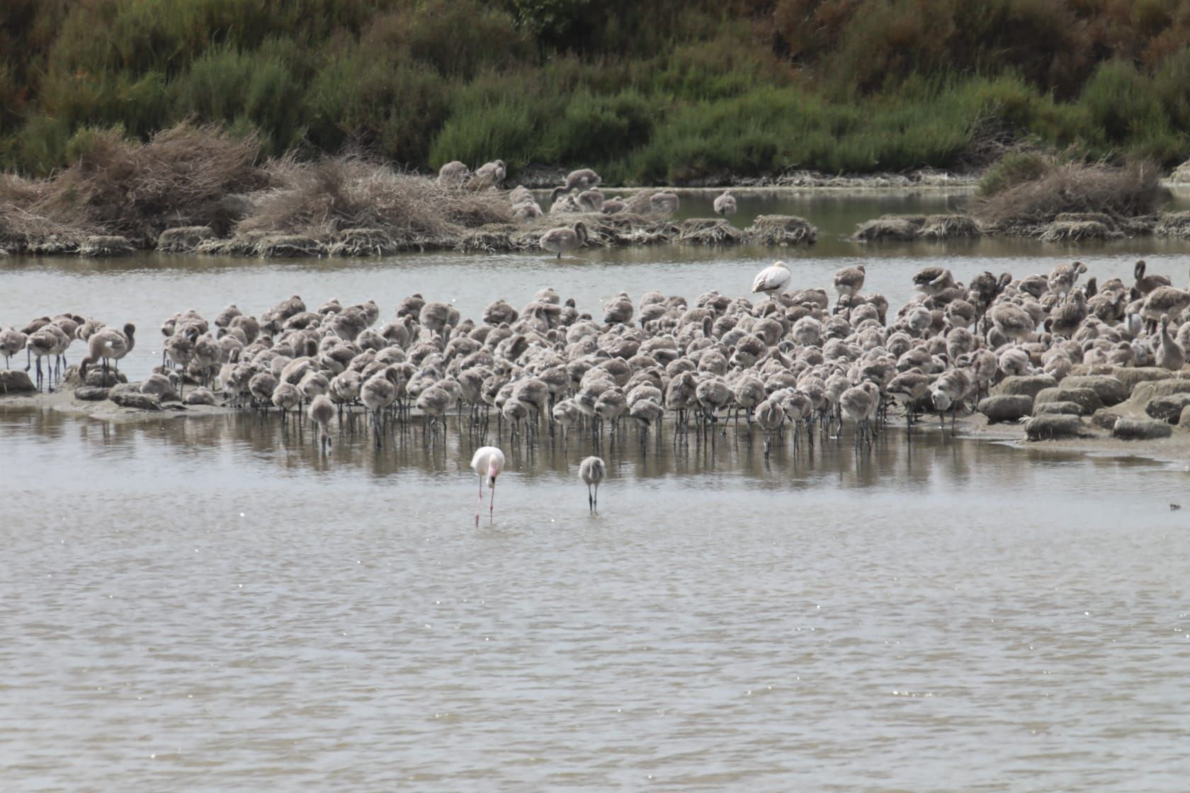 Así crecen los flamencos de l'Albufera