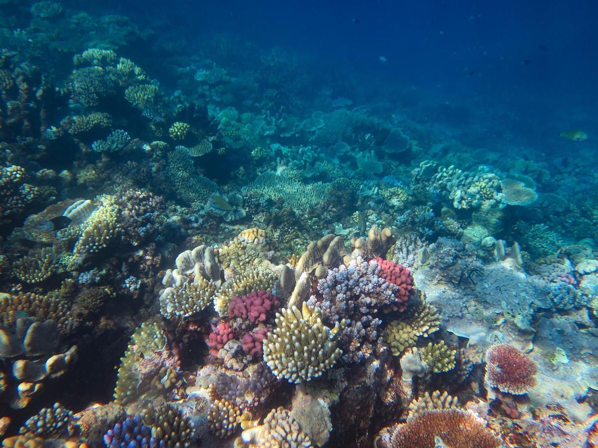 La Gran Barrera australiana arriba a nivells rècord de coralls