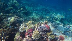 La Gran Barrera australiana arriba a nivells rècord de coralls