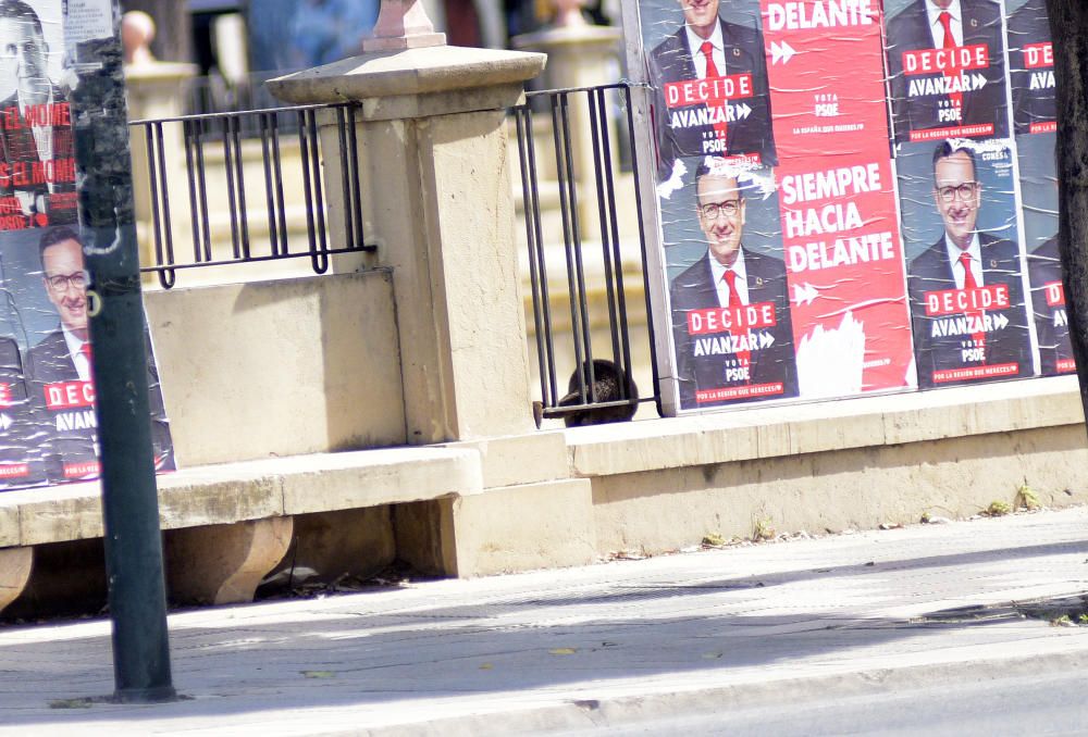 Sorpresa por una nutria suelta por Murcia