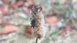 La crisis climática dispara las garrapatas en Catalunya: hay más y son más variadas