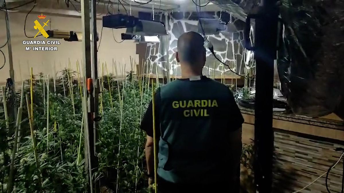 La Guardia Civil descubre más de 230 plantas de marihuana en una casa en Monturque.