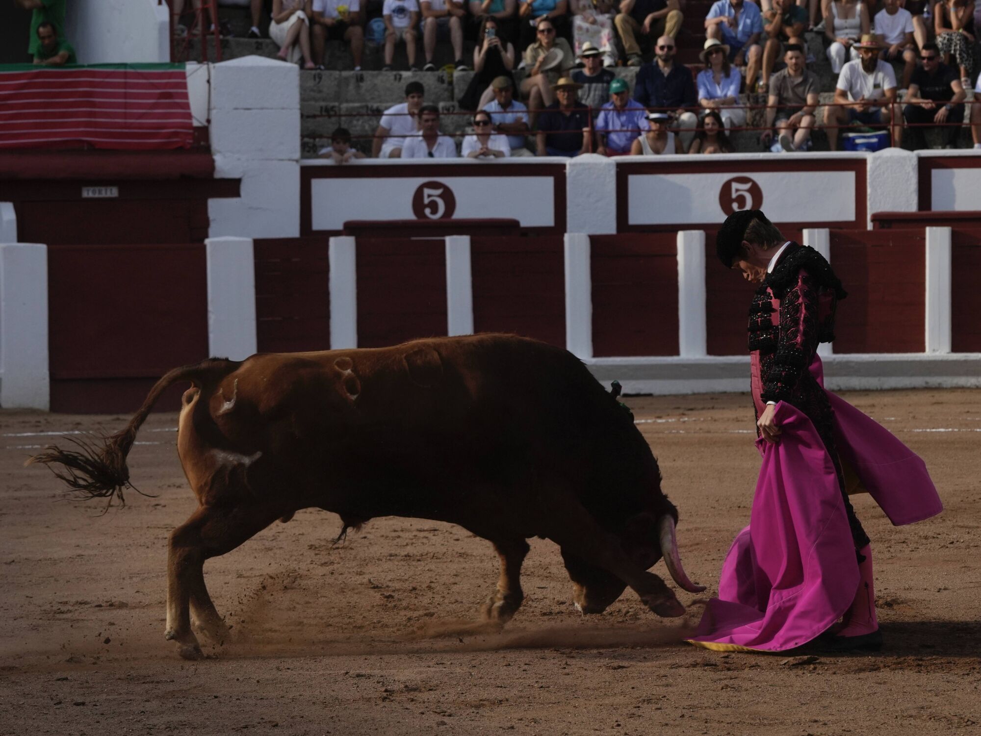 Las mejores imágenes de la feria taurina de San Pedro en Zamora.