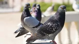 ¡Despídete de las palomas en tu balcón! Descubre las plantas que las ahuyentan de forma natural