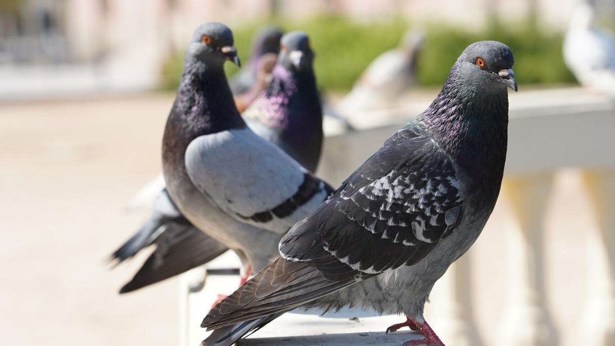 Dile adiós a las palomas en tu hogar: las plantas que las mantendrán alejadas