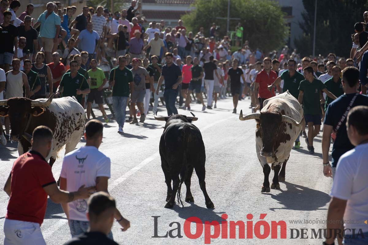 Sexto encierro de la Feria del Arroz de Calasparra