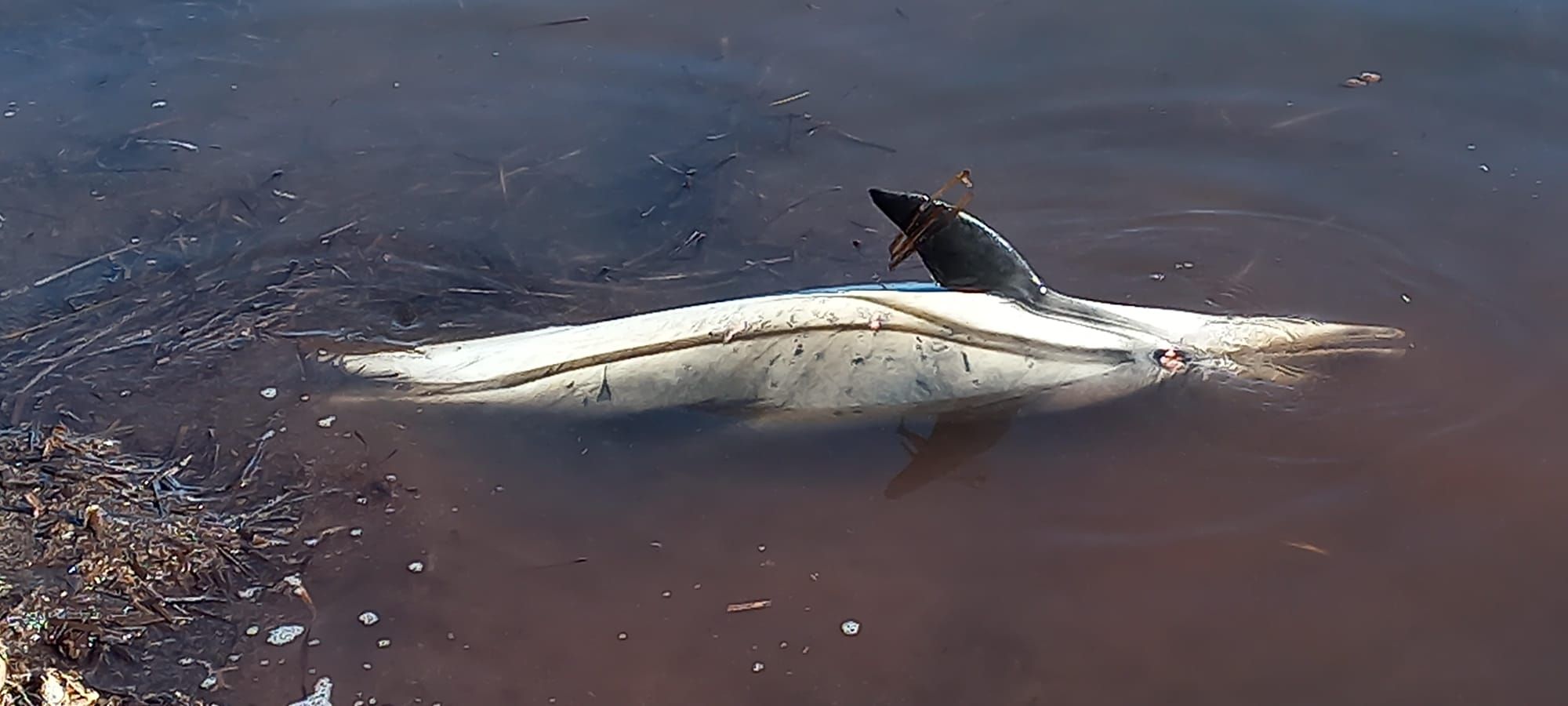 Hallan un delfín muerto en aguas de Altea, cerca del  Puerto deportivo Porto Senso