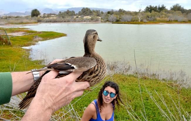 GARZA ÁNADE TORTUGA SUELTA CHARCA MASPALOMAS